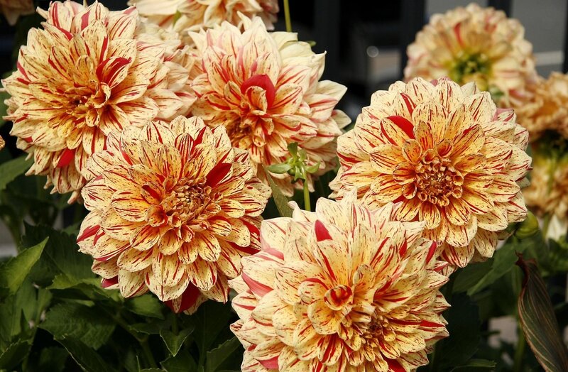 Striped dahlia flowers