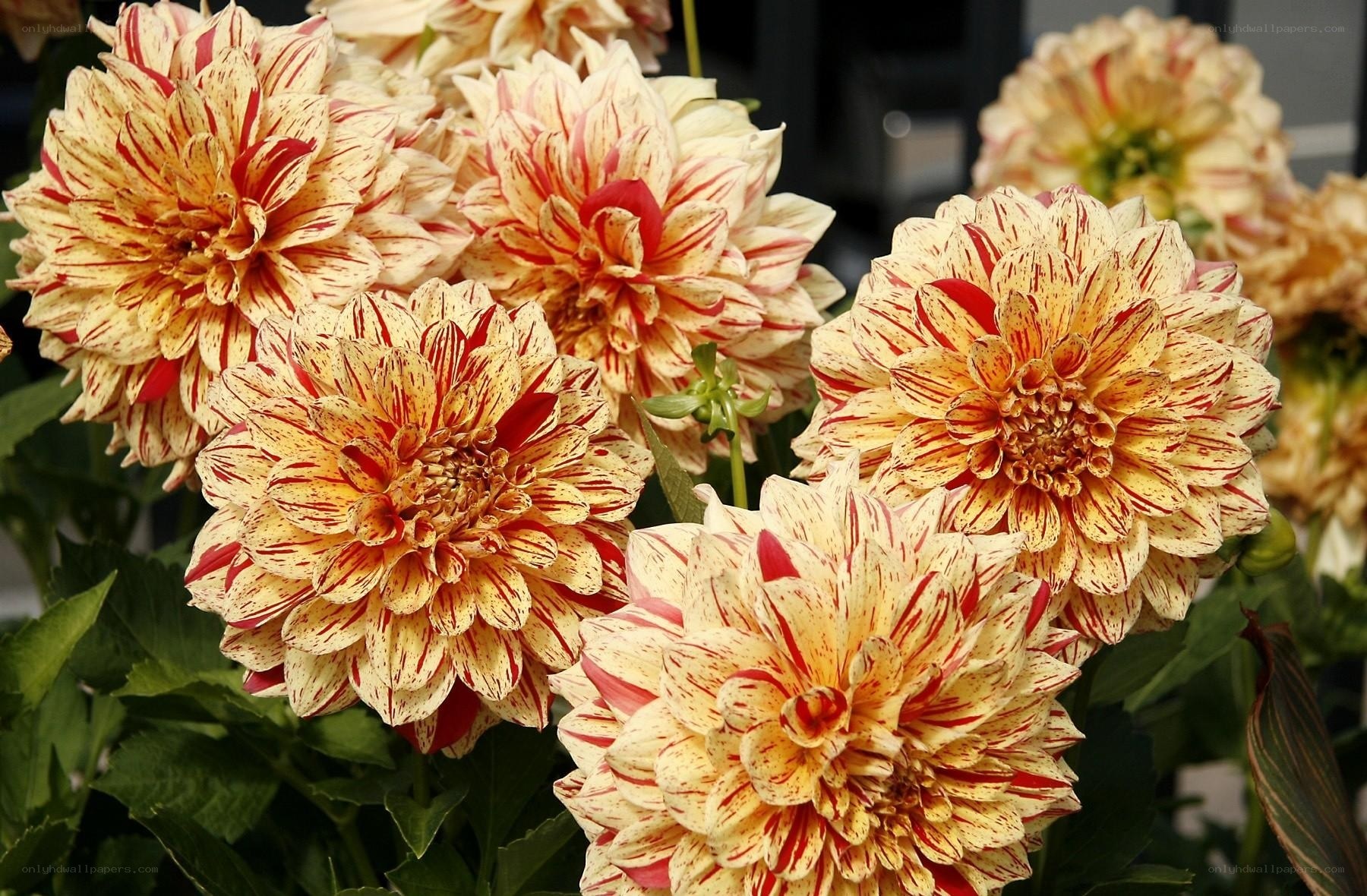 Striped dahlia flowers