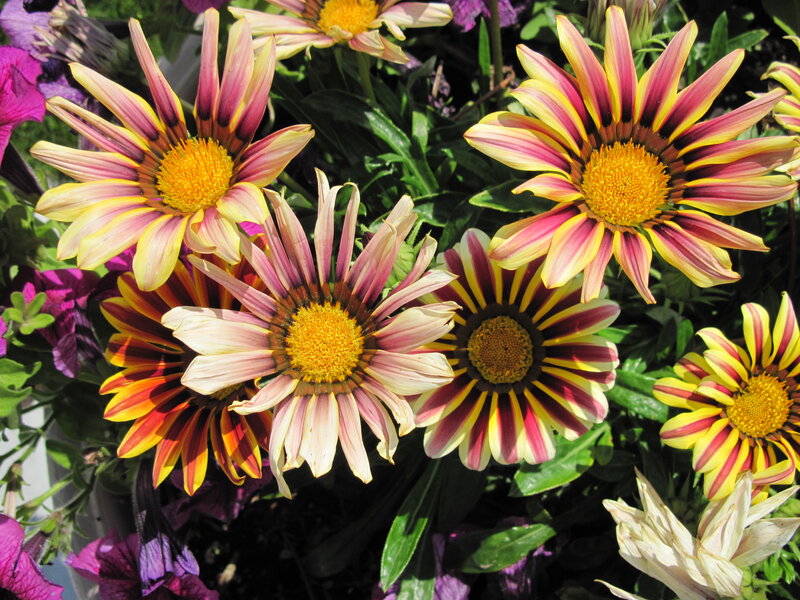 Striped Daisies in Bloom