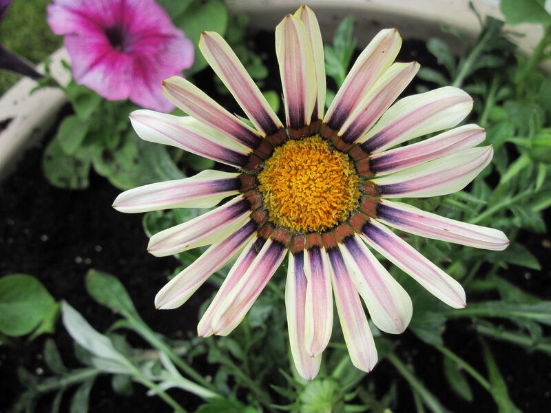 Striped Daisy Flower
