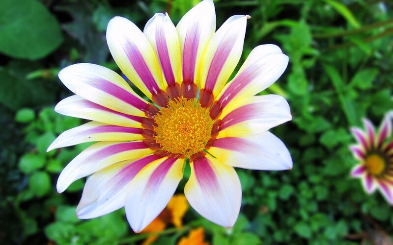 Striped Daisy Flower — White, Calm, Afternoon, Photograph