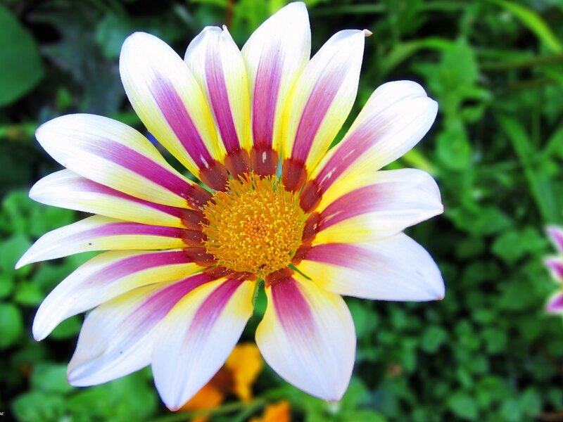 Striped Daisy Flower — White, Calm, Afternoon