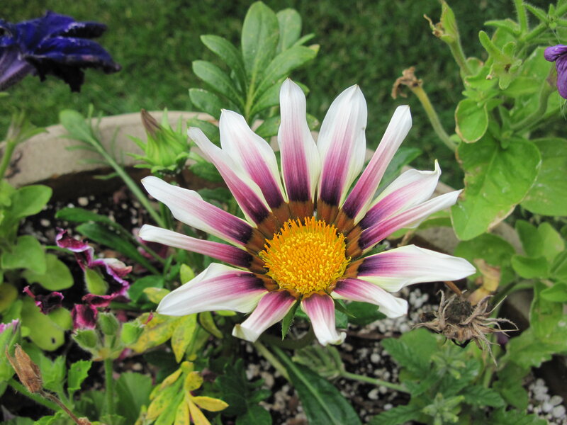Striped Daisy Flower — White, Calm