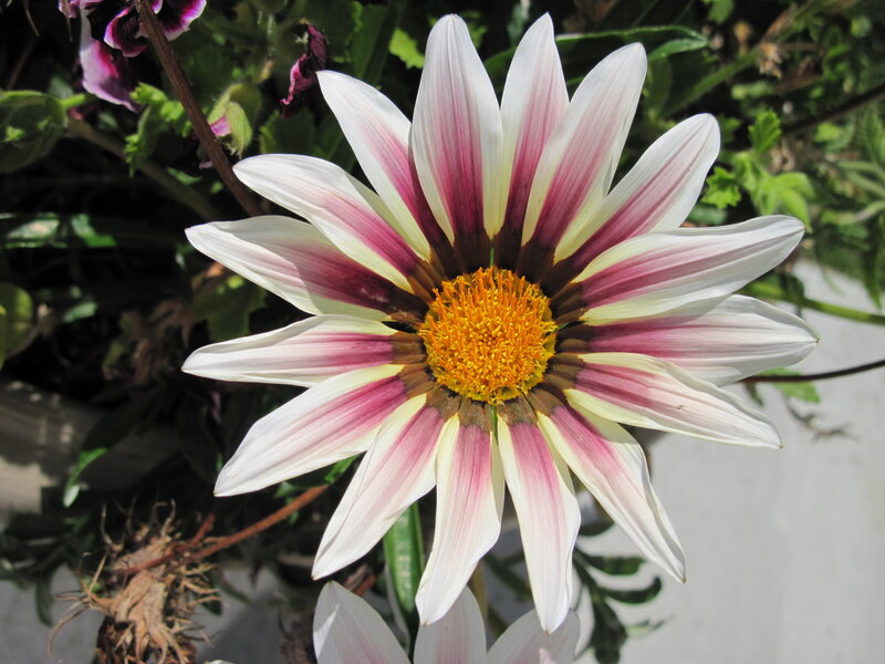 Striped Daisy Flower — White
