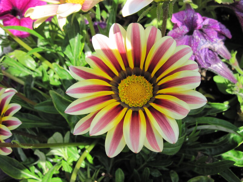 Striped Daisy Flower — Yellow, Bright