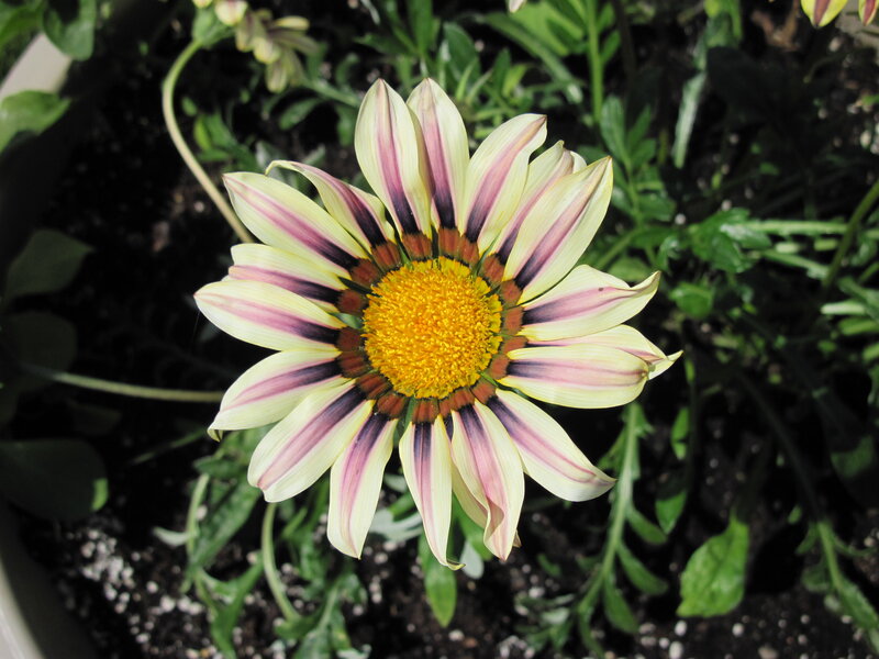 Striped Daisy Flower — Yellow, Calm