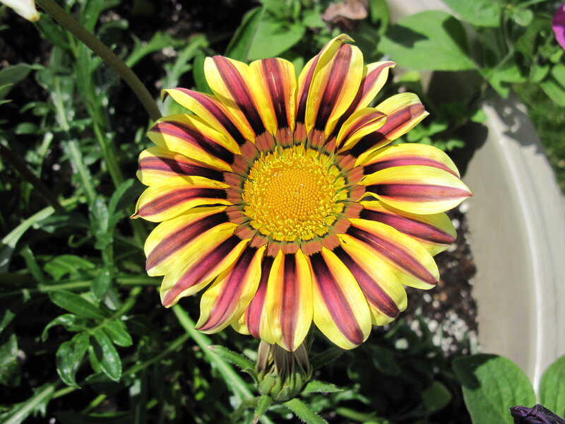 Striped Daisy Flower — Yellow