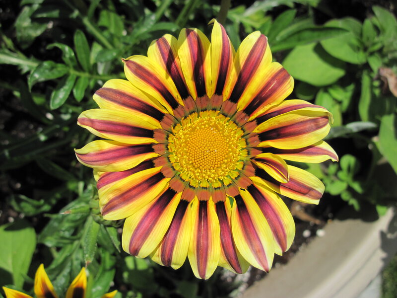 Striped Daisy Flower — Yellow, Vibrant