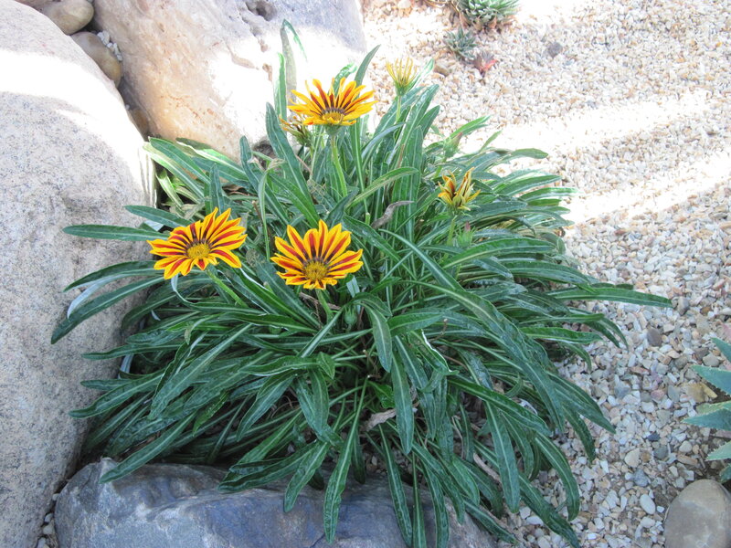 Striped Daisy Flowers