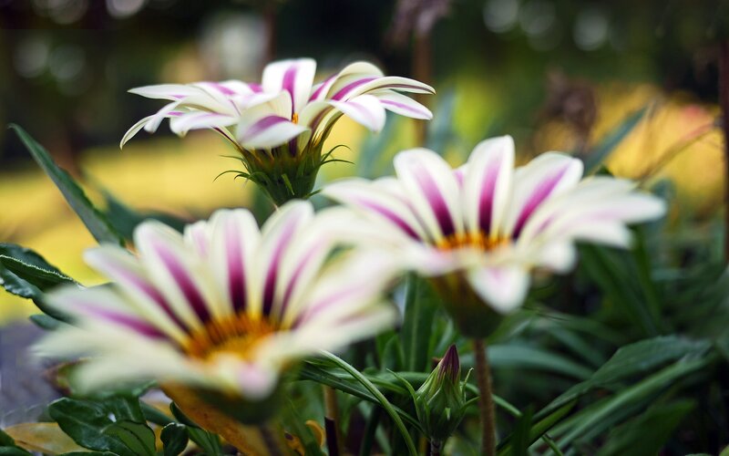 Striped Daisy Flowers — White