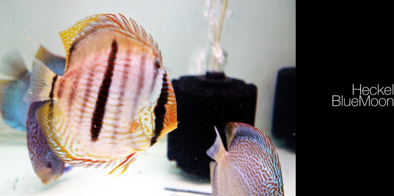 Striped Discus Fish