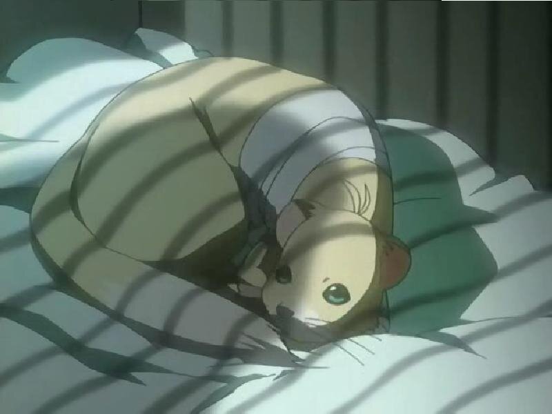 Striped Ferret on Bed