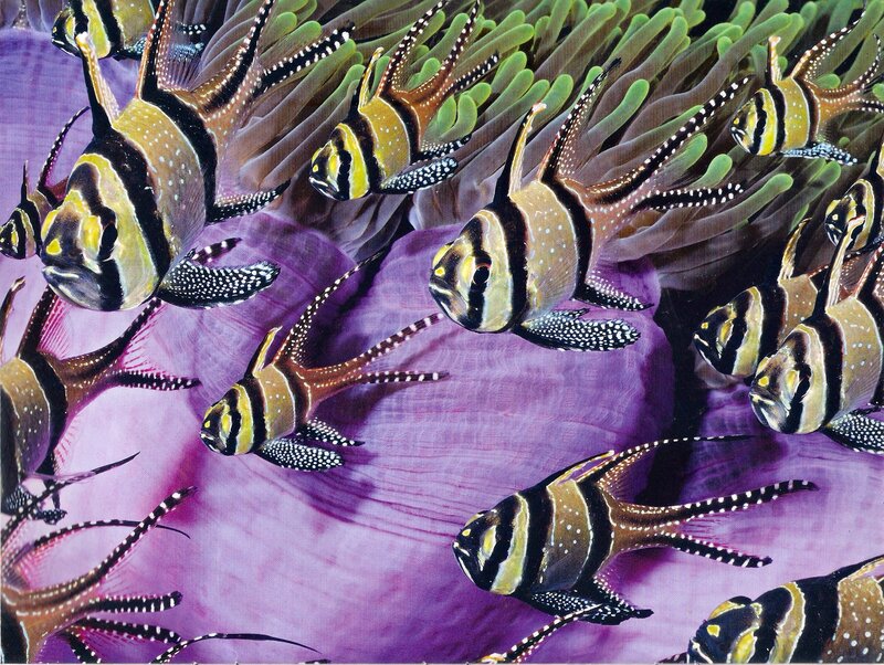 Striped Fish in Anemone