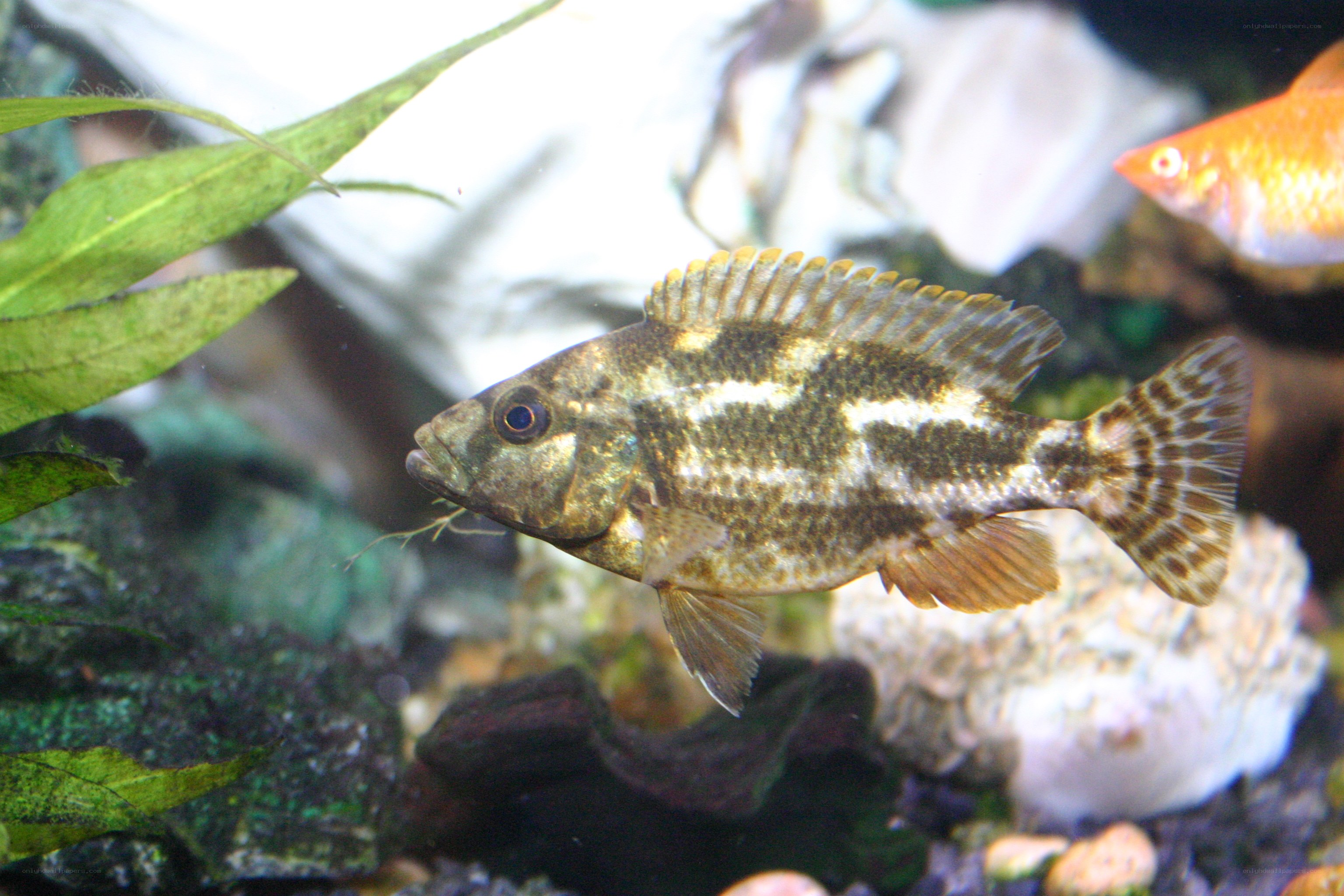 striped fish in aquarium