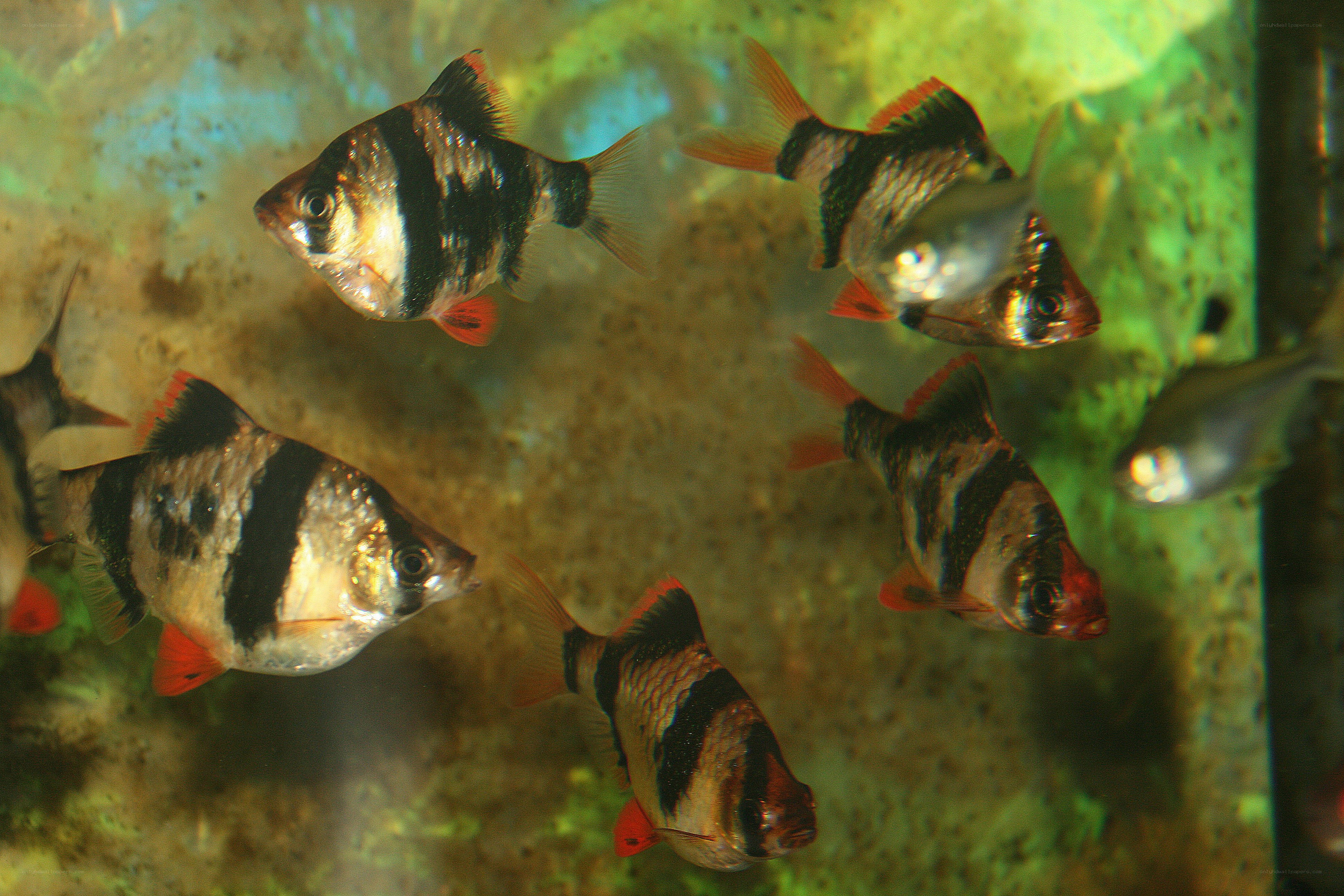 striped fish in aquarium