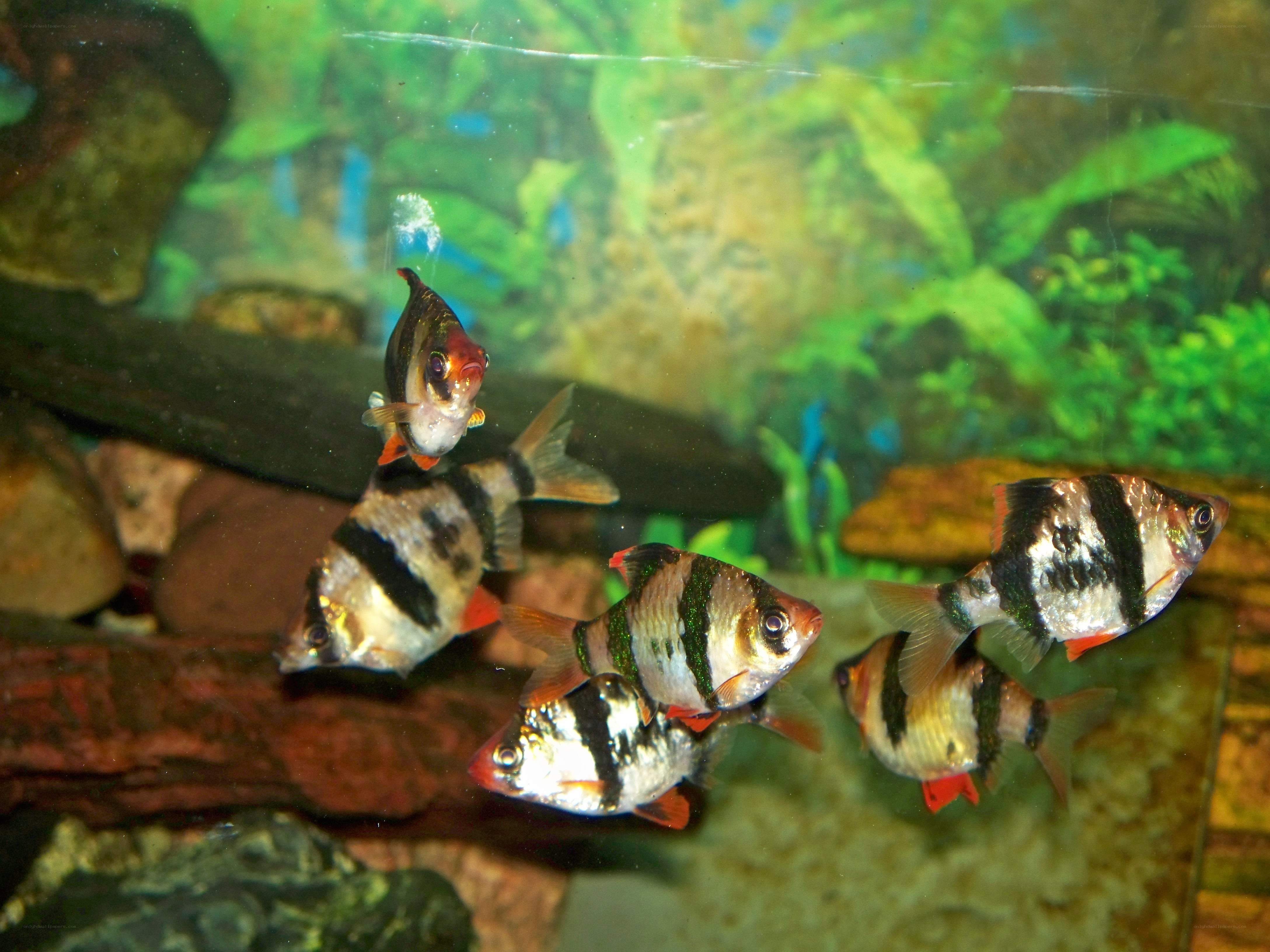 striped fish in aquarium