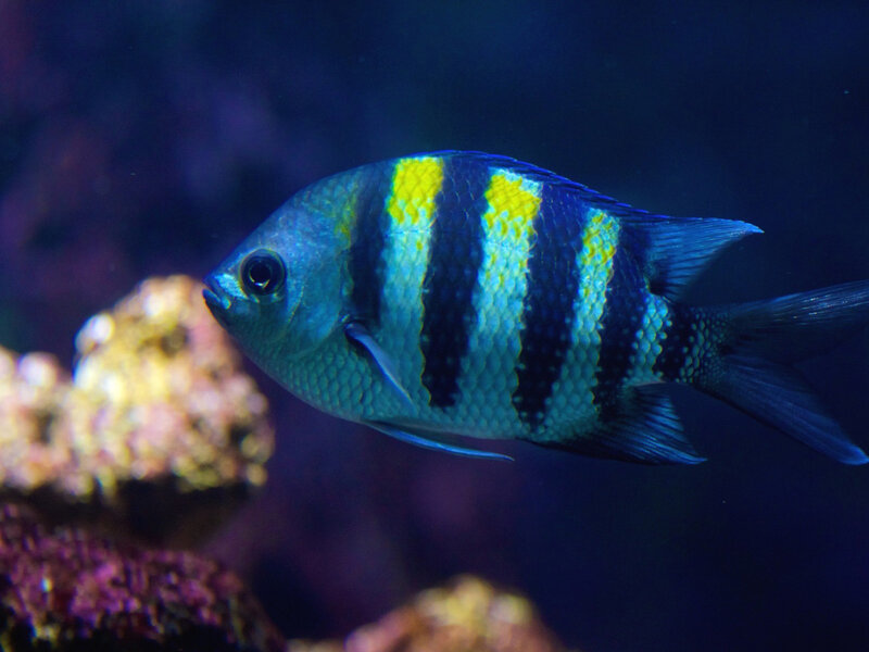 Striped Fish in Aquarium — Blue, Calm