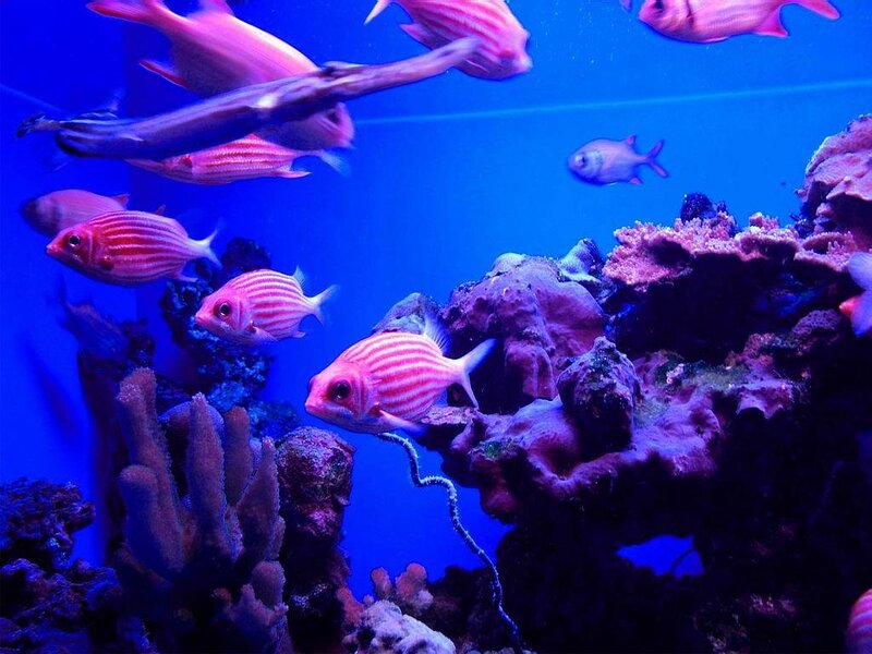 Striped Fish in Aquarium — Blue