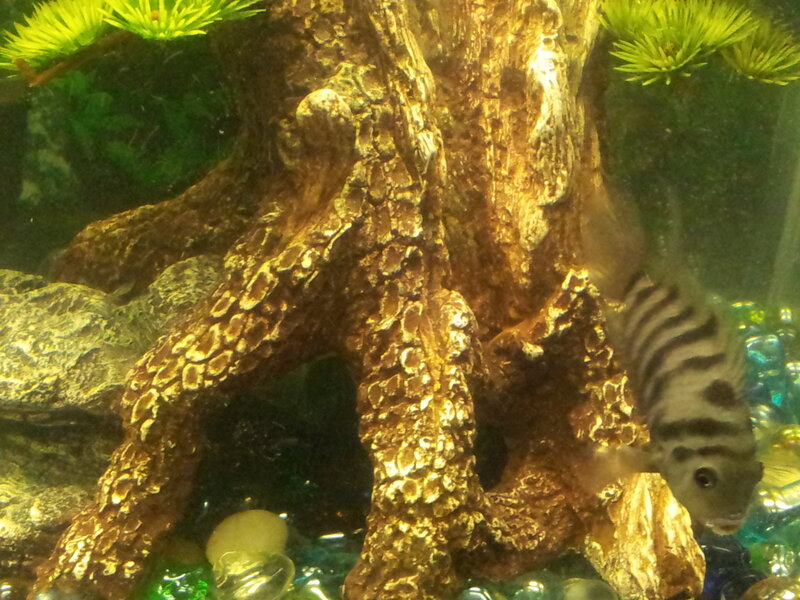 Striped Fish in Aquarium — Brown, Calm