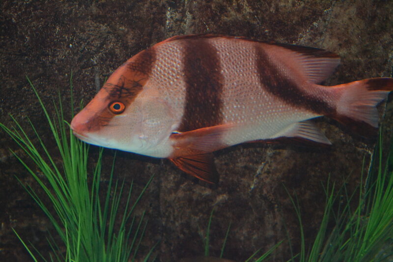 Striped Fish in Aquarium — Brown