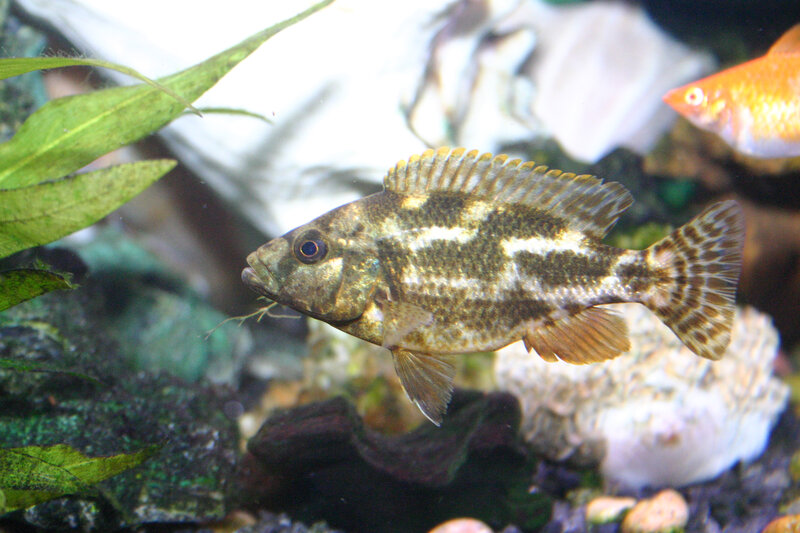 Striped Fish in Aquarium — Green