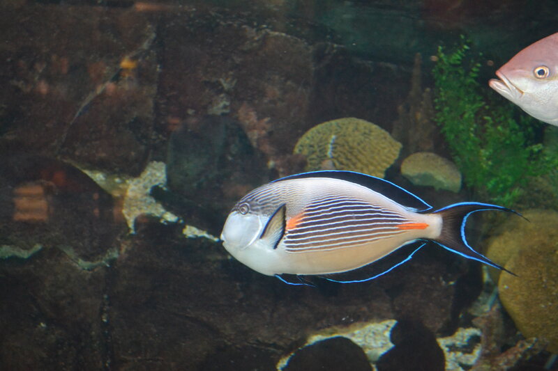 Striped Fish in Aquarium — White