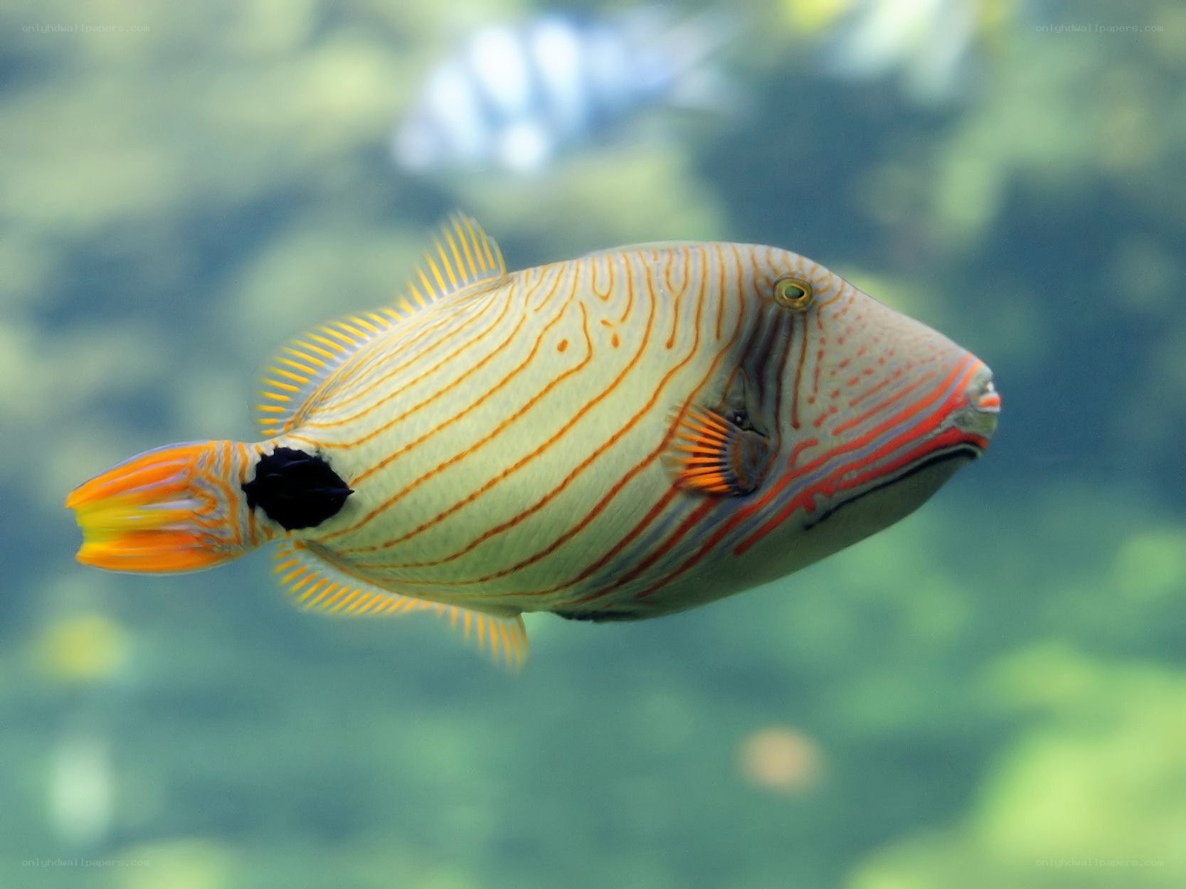 Striped fish in aquarium