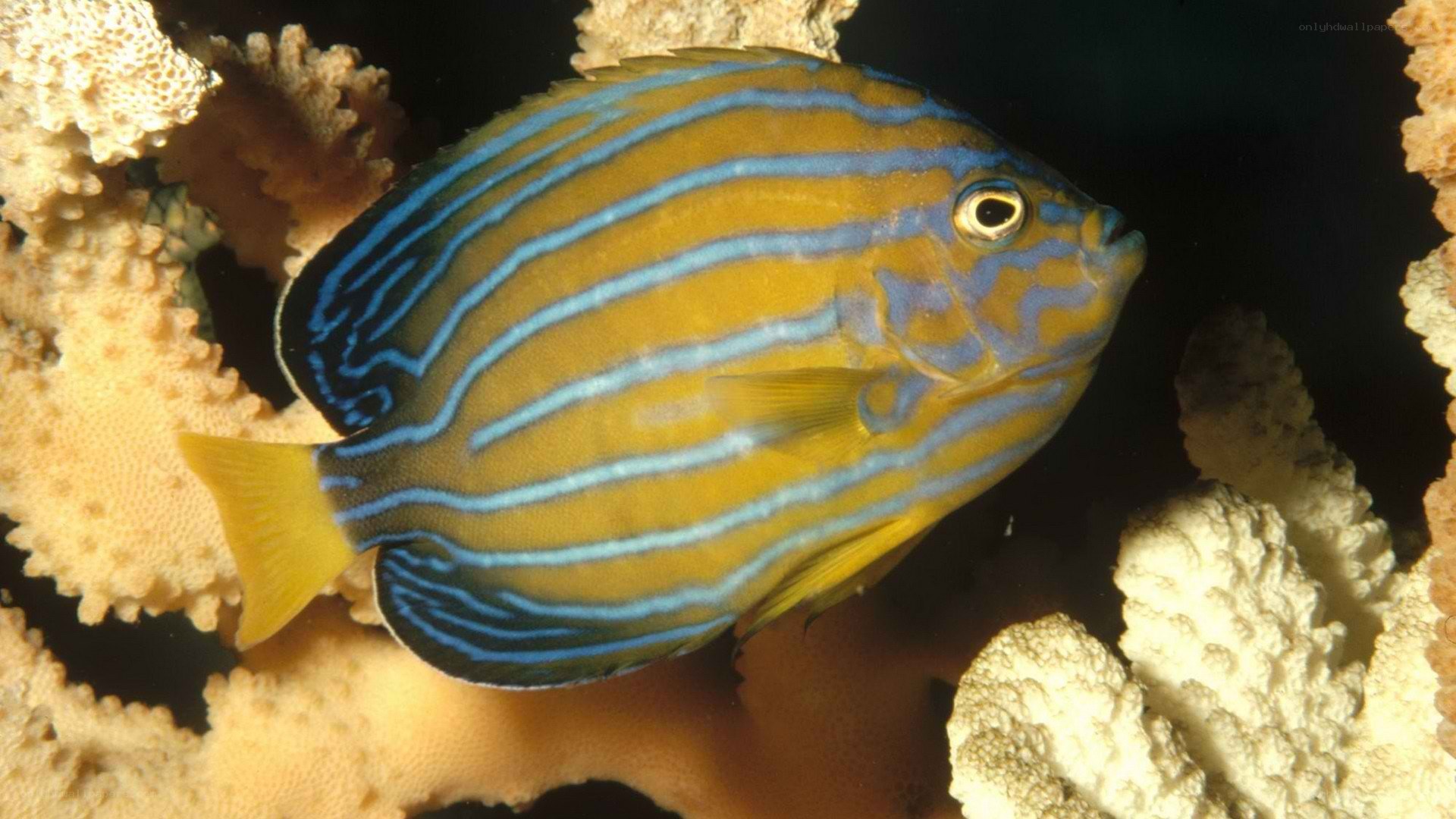 striped fish in coral reef