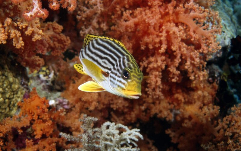 Striped fish in coral reef