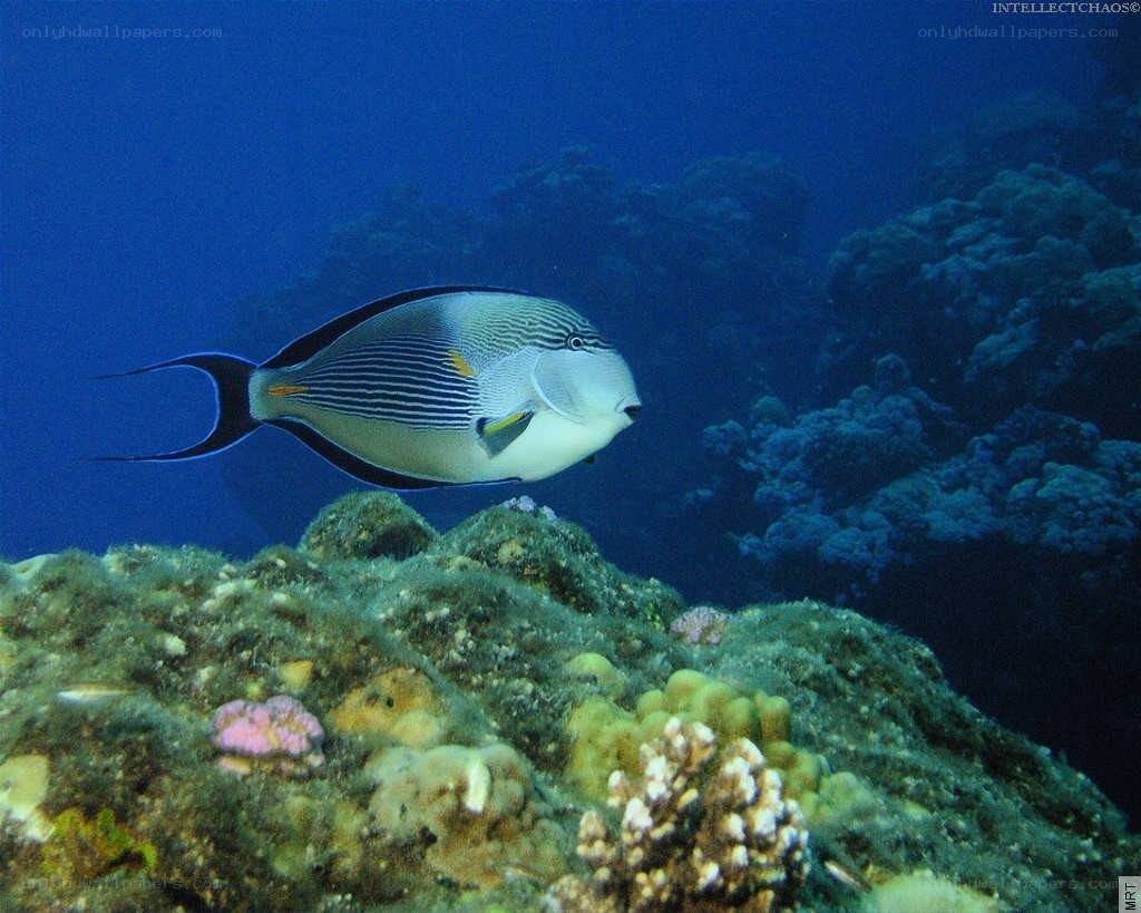 striped fish in coral reef