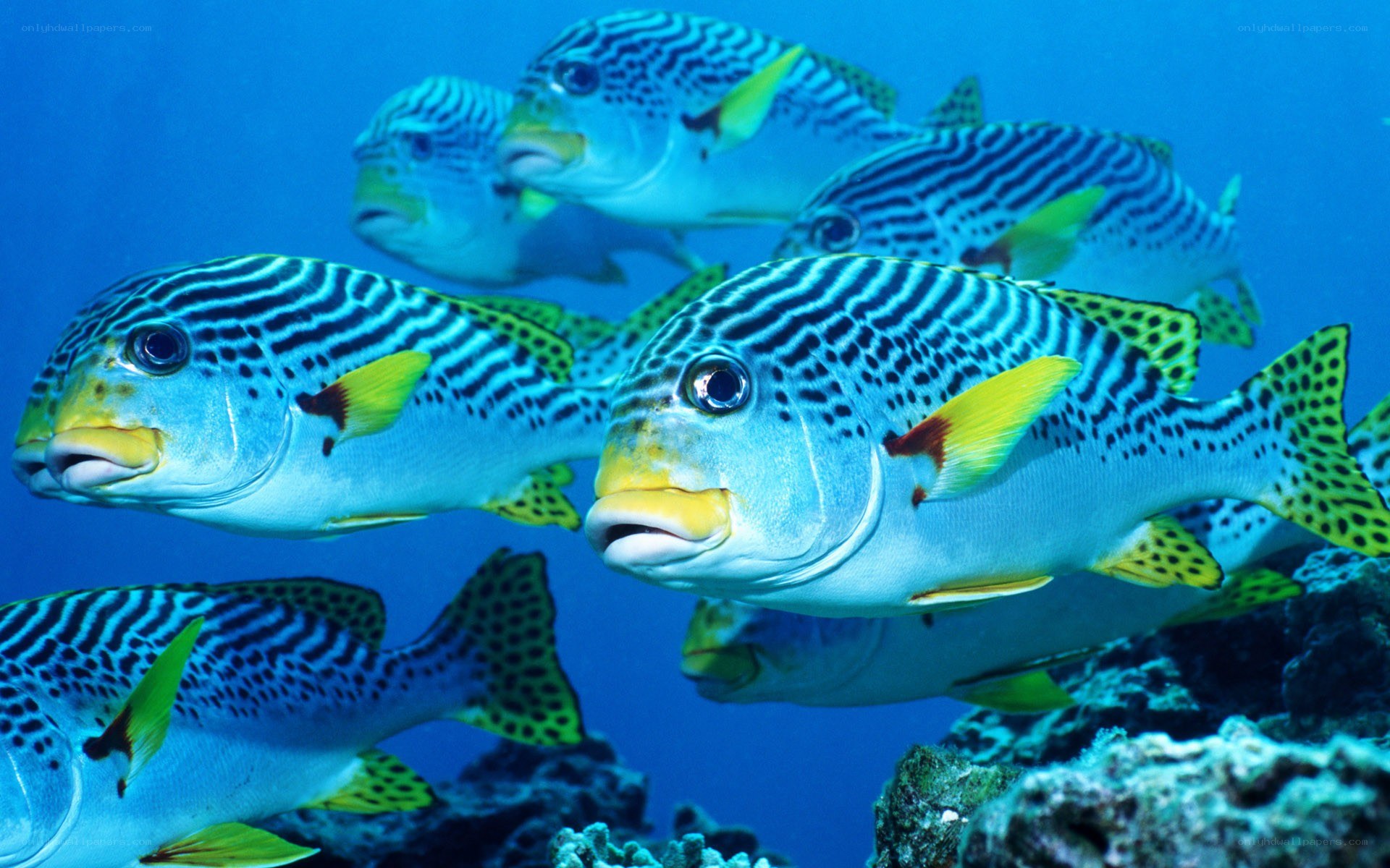 striped fish in coral reef