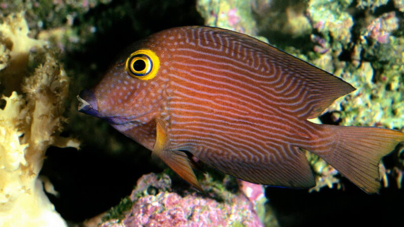 striped fish in coral reef