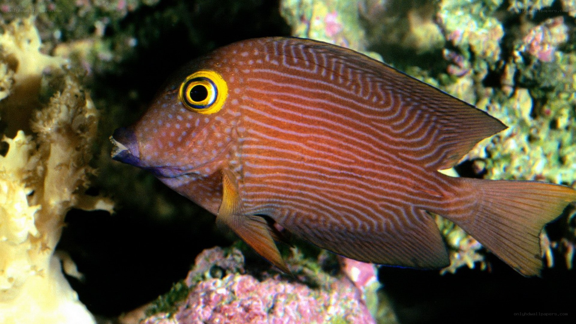 striped fish in coral reef