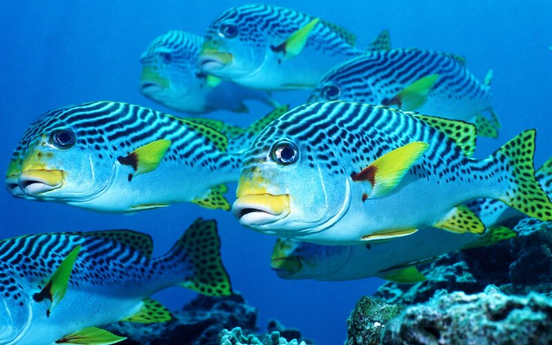 Striped Fish in School