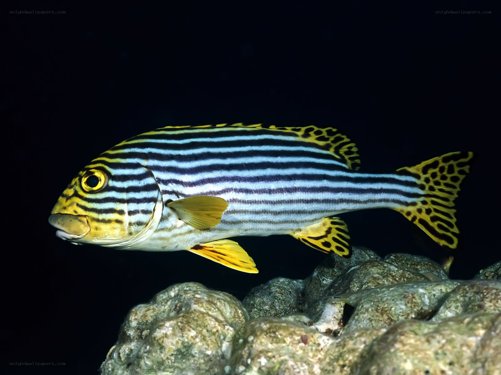 Striped fish in underwater scene