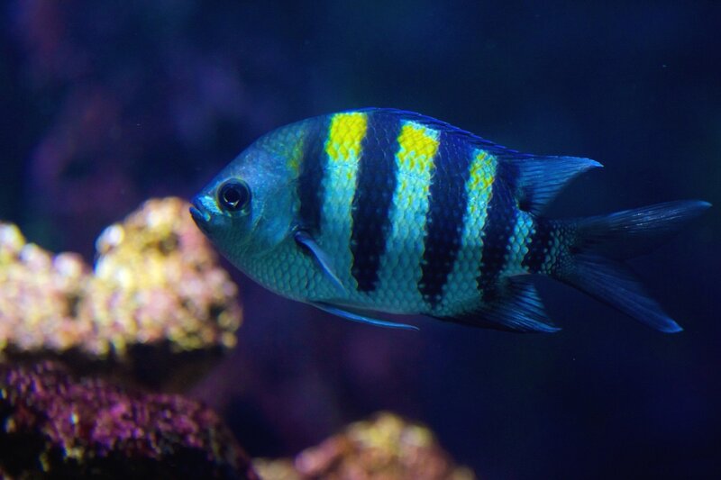 Striped Fish in Water — Blue