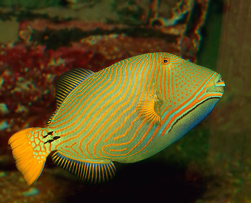 Striped Fish in Water — Green