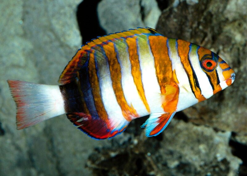 Striped Fish in Water — Orange