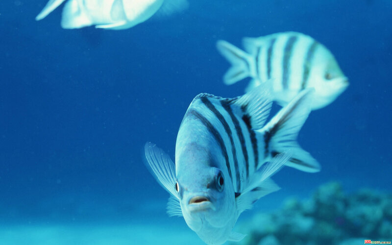 Striped Fish in Water