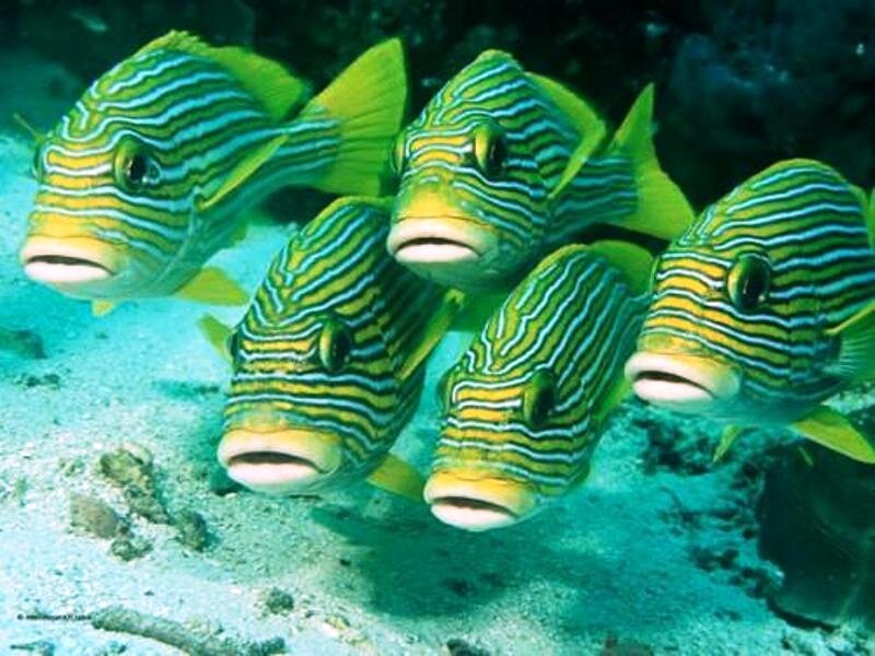 Striped Fish in Water — Yellow
