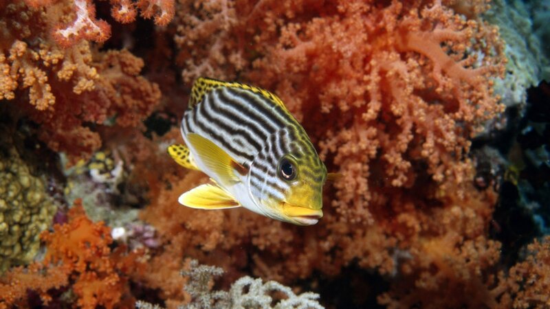 Striped fish near coral reef