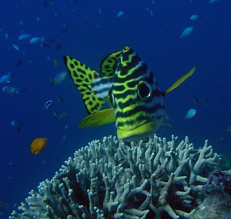 striped fish near coral reef