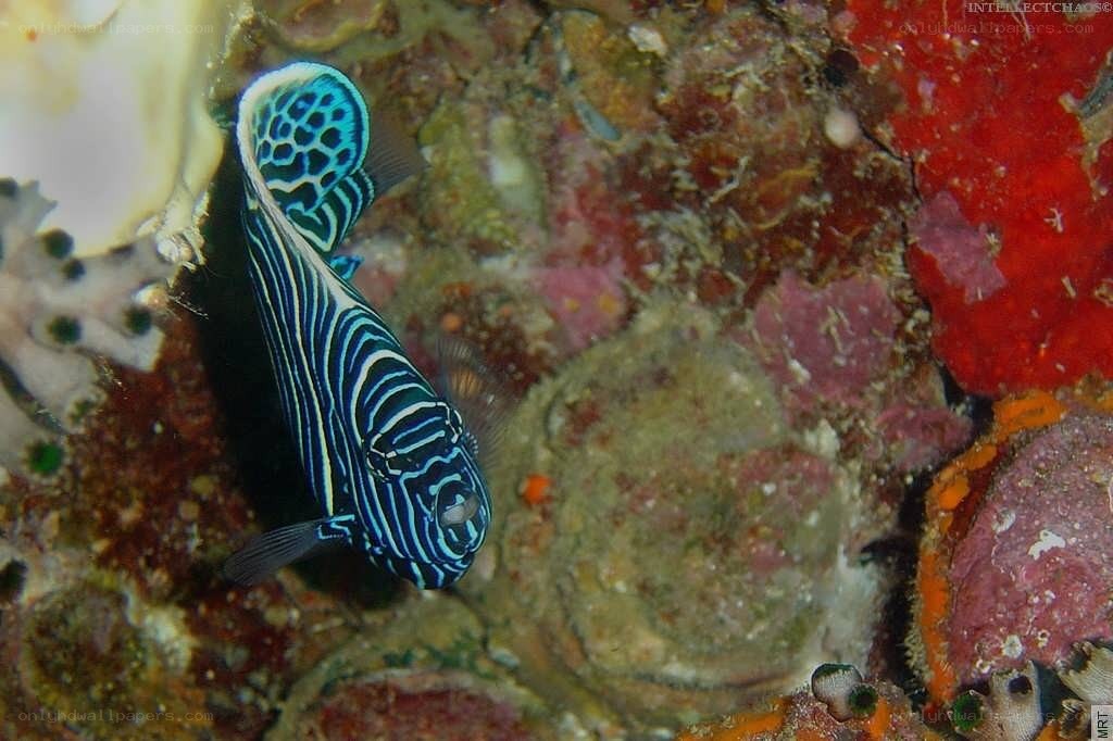 striped fish on coral reef