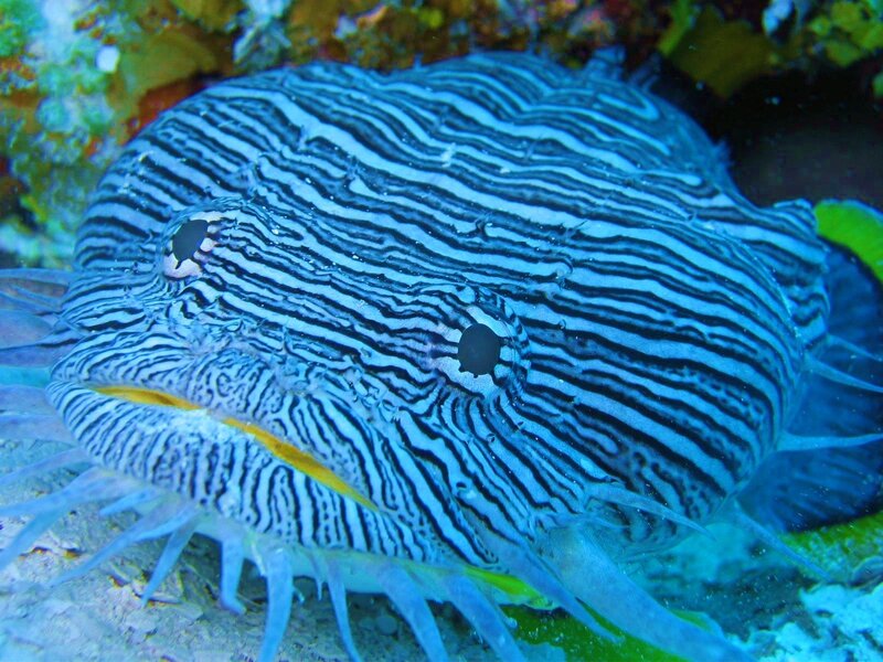 Striped fish on coral reef