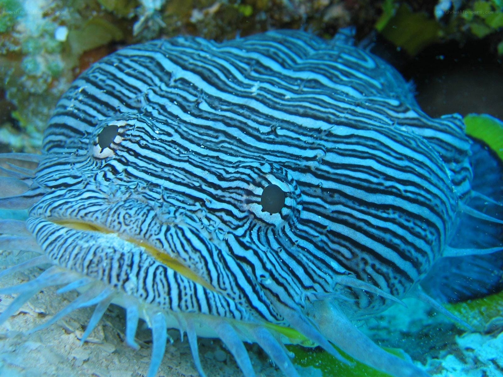 striped fish on coral reef