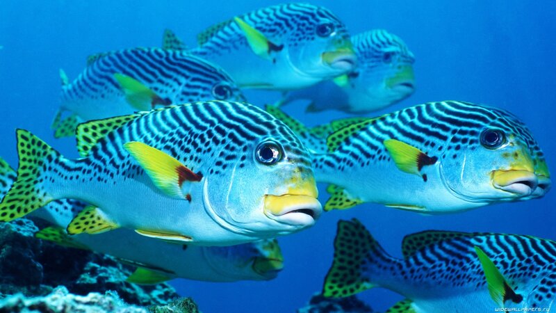 Striped Fish School — Blue, Serene
