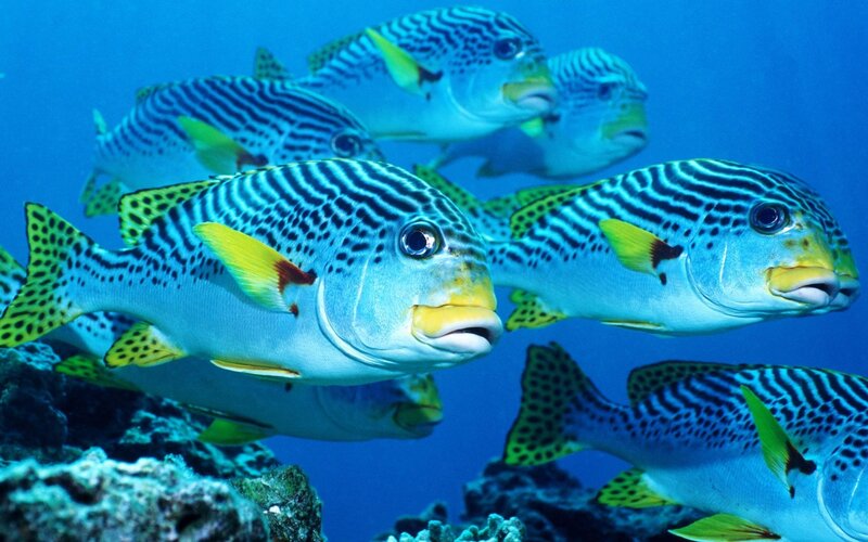 striped fish swim in coral reef