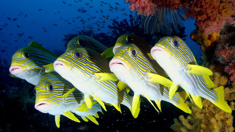 Striped fish swim in coral reef