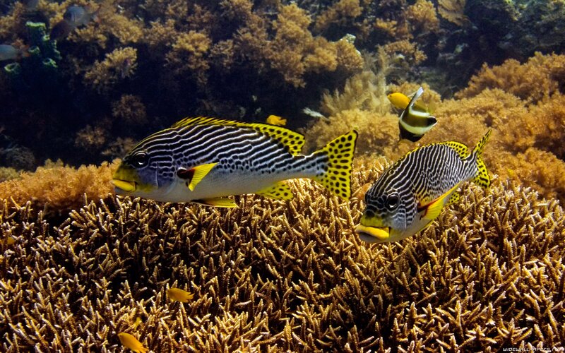 Striped fish swim near coral