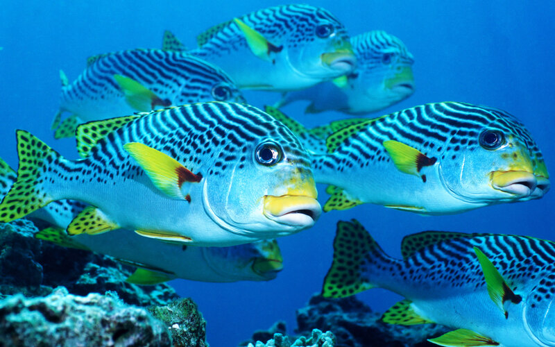 Striped Fish Swimming — Blue
